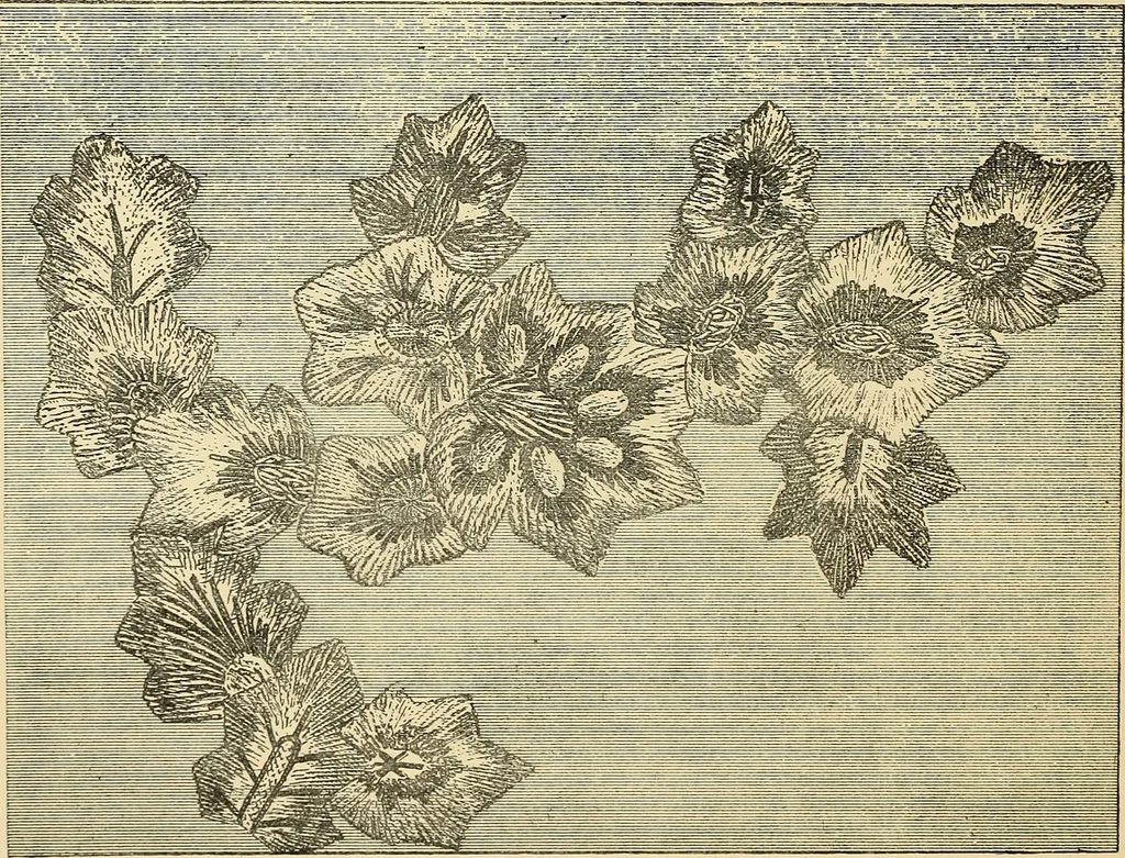 An illustration from Art needlework. A complete manual of embroidery in silks and crewels, with full instructions as to stitches, materials, and implements. Containing also a large number of original designs and a handsome coloured design for crewel work, 1882, leaf 83
