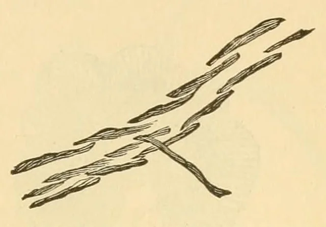 An illustration from Art-needlework for decorative embroidery;, 1879, leaf 59