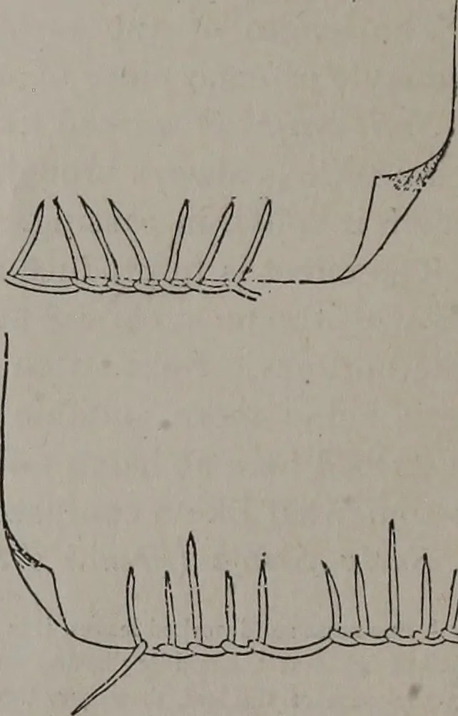 An illustration from Art-needlework for decorative embroidery : a guide to embroidery in crewels, silks, appliqué, etc. ..., 1879, leaf 11