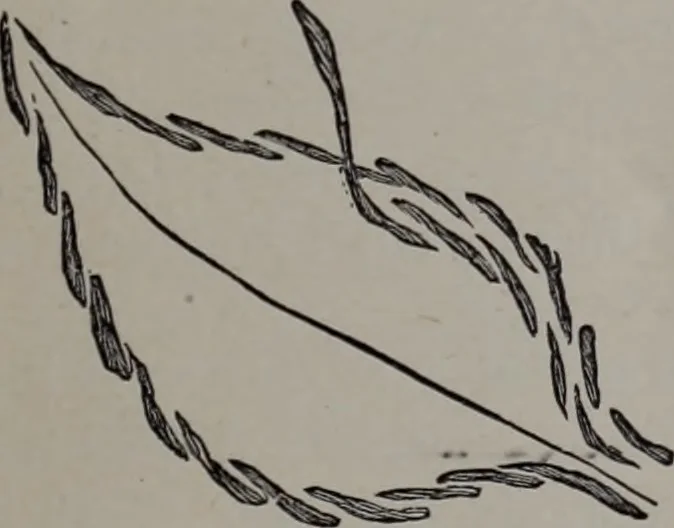An illustration from Art-needlework for decorative embroidery : a guide to embroidery in crewels, silks, appliqué, etc. ..., 1879, leaf 50
