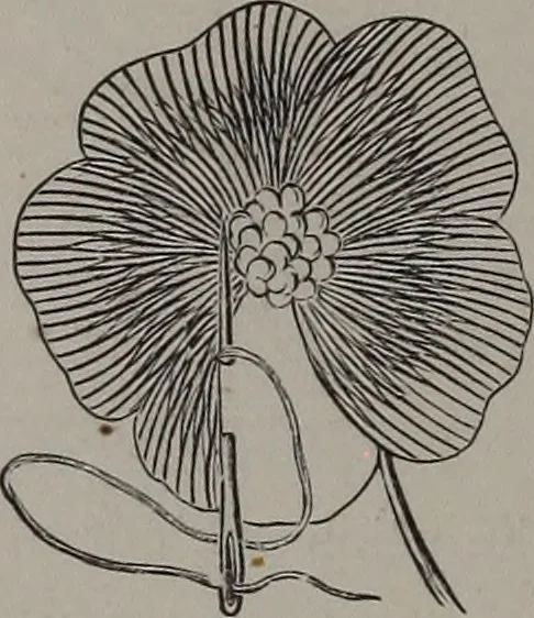 An illustration from Art-needlework for decorative embroidery : a guide to embroidery in crewels, silks, appliqué, etc. ..., 1879, leaf 51