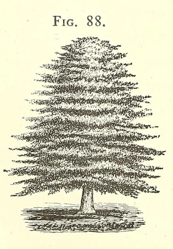 An illustration from The art of beautifying suburban home grounds of small extent : the advantages of suburban homesover city or country homes; the comfort and economy of neighboring improvements; the choice and tre atment of building sites; and the best modes of laying out, planting, and keeping decorated grounds.Illustrated by upwards of two hundred plates and engravings ... With descriptions of the beautiful and hardy trees and shrubs grown in the United States, 1870, leaf 364