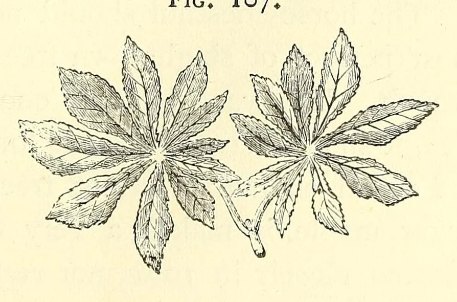 An illustration from The art of beautifying suburban home grounds of small extent : the advantages of suburban homesover city or country homes; the comfort and economy of neighboring improvements; the choice and tre atment of building sites; and the best modes of laying out, planting, and keeping decorated grounds.Illustrated by upwards of two hundred plates and engravings ... With descriptions of the beautiful and hardy trees and shrubs grown in the United States, 1870, leaf 409