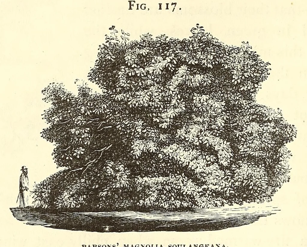 An illustration from The art of beautifying suburban home grounds of small extent : the advantages of suburban homesover city or country homes; the comfort and economy of neighboring improvements; the choice and tre atment of building sites; and the best modes of laying out, planting, and keeping decorated grounds.Illustrated by upwards of two hundred plates and engravings ... With descriptions of the beautiful and hardy trees and shrubs grown in the United States, 1870, leaf 448