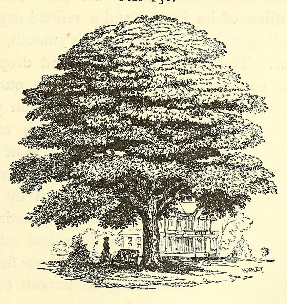 An illustration from The art of beautifying suburban home grounds of small extent : the advantages of suburban homesover city or country homes; the comfort and economy of neighboring improvements; the choice and tre atment of building sites; and the best modes of laying out, planting, and keeping decorated grounds.Illustrated by upwards of two hundred plates and engravings ... With descriptions of the beautiful and hardy trees and shrubs grown in the United States, 1870, leaf 483