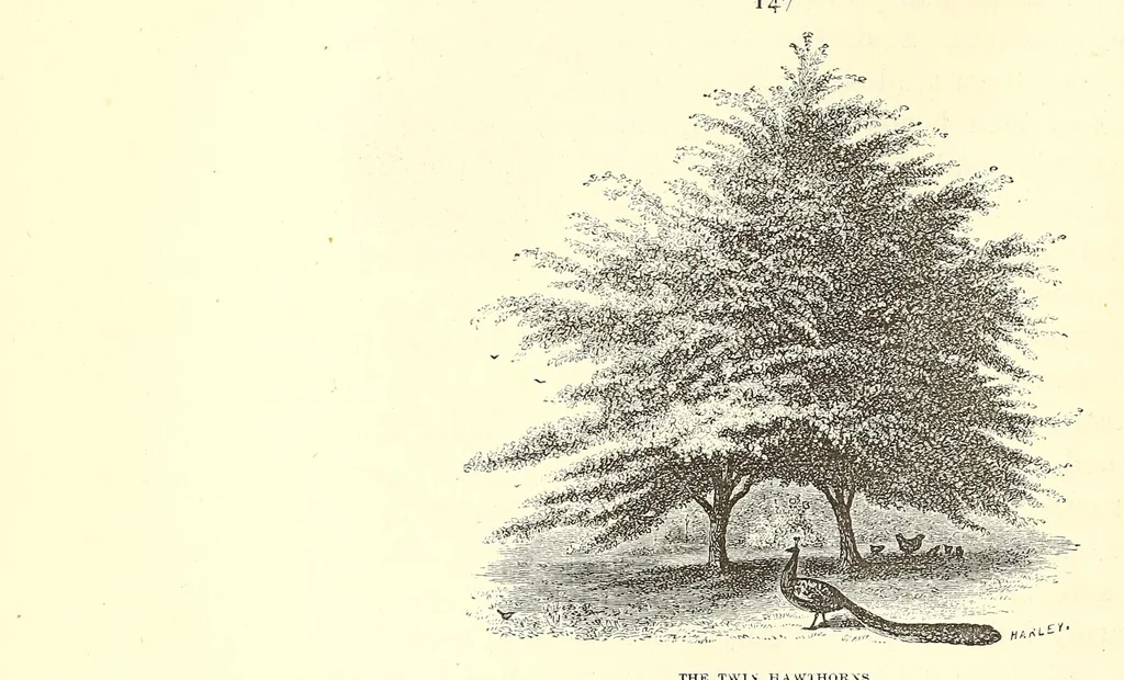 An illustration from The art of beautifying suburban home grounds of small extent : the advantages of suburban homesover city or country homes; the comfort and economy of neighboring improvements; the choice and tre atment of building sites; and the best modes of laying out, planting, and keeping decorated grounds.Illustrated by upwards of two hundred plates and engravings ... With descriptions of the beautiful and hardy trees and shrubs grown in the United States, 1870, leaf 512