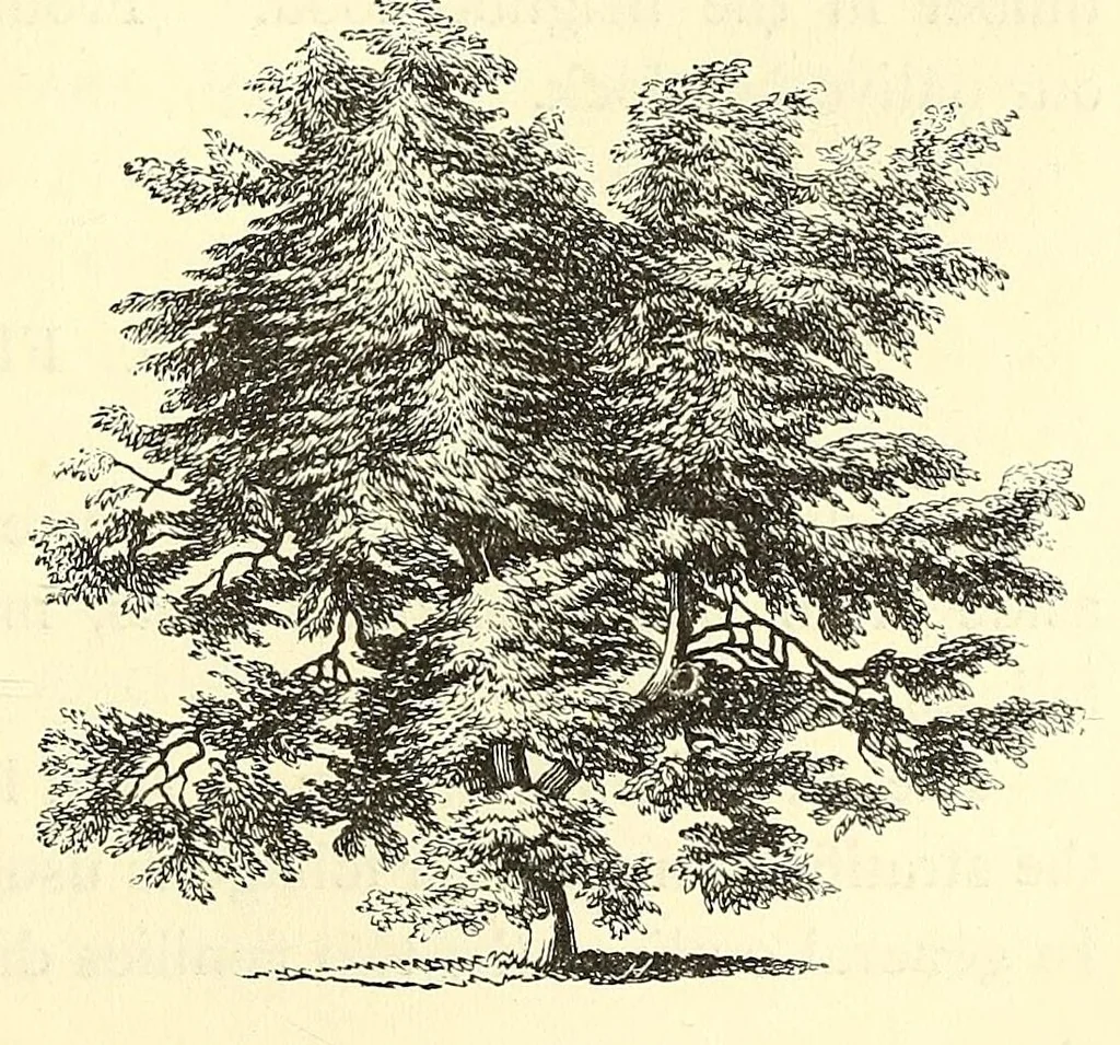 An illustration from The art of beautifying suburban home grounds of small extent : the advantages of suburban homesover city or country homes; the comfort and economy of neighboring improvements; the choice and tre atment of building sites; and the best modes of laying out, planting, and keeping decorated grounds.Illustrated by upwards of two hundred plates and engravings ... With descriptions of the beautiful and hardy trees and shrubs grown in the United States, 1870, leaf 621