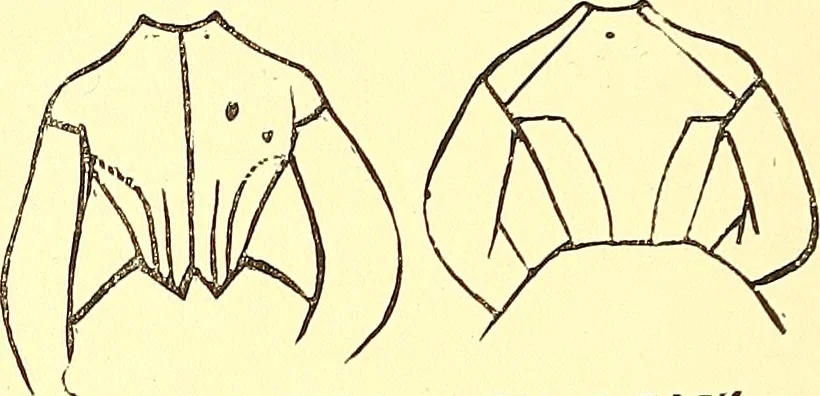 An illustration from The art of beauty, 1883, leaf 89