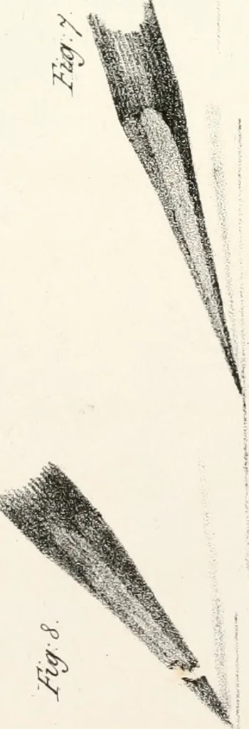 An illustration from The art of drawing on stone, giving a full explanation of the various styles, of the different methods to be employed to ensure success, and of the modes of correcting, as well as of the several causes of failure, 1833, leaf 110