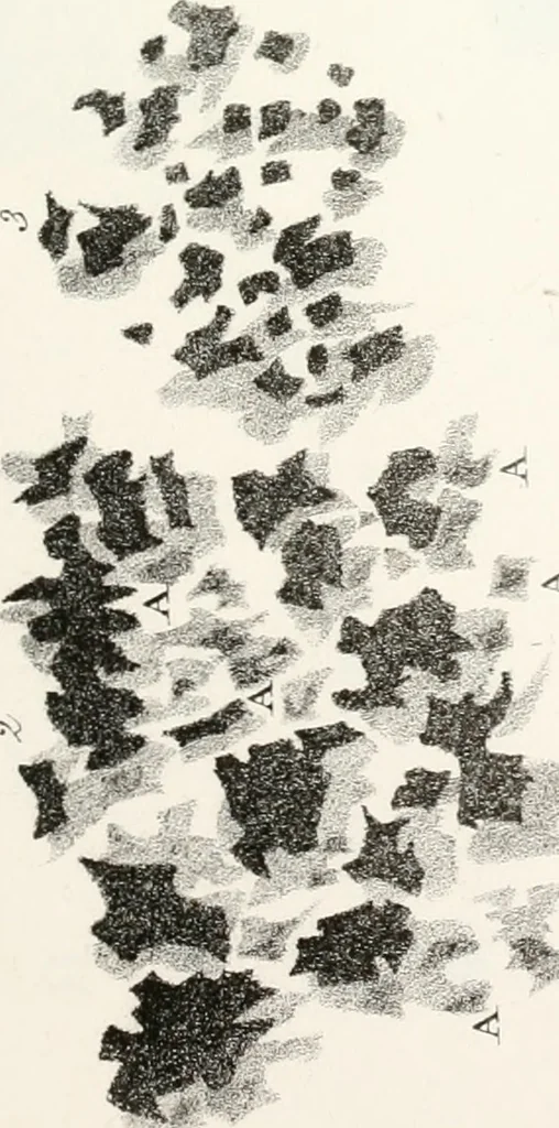 An illustration from The art of drawing on stone, giving a full explanation of the various styles, of the different methods to be employed to ensure success, and of the modes of correcting, as well as of the several causes of failure, 1833, leaf 112