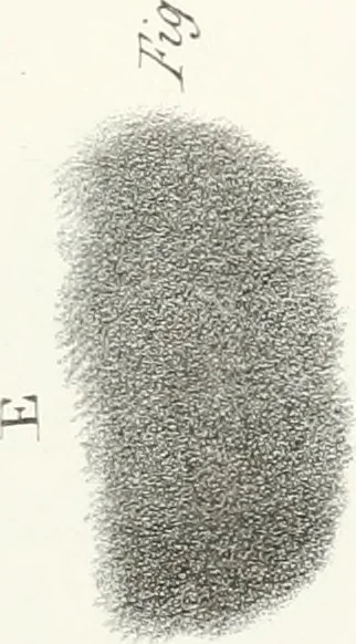 An illustration from The art of drawing on stone, giving a full explanation of the various styles, of the different methods to be employed to ensure success, and of the modes of correcting, as well as of the several causes of failure, 1833, leaf 114