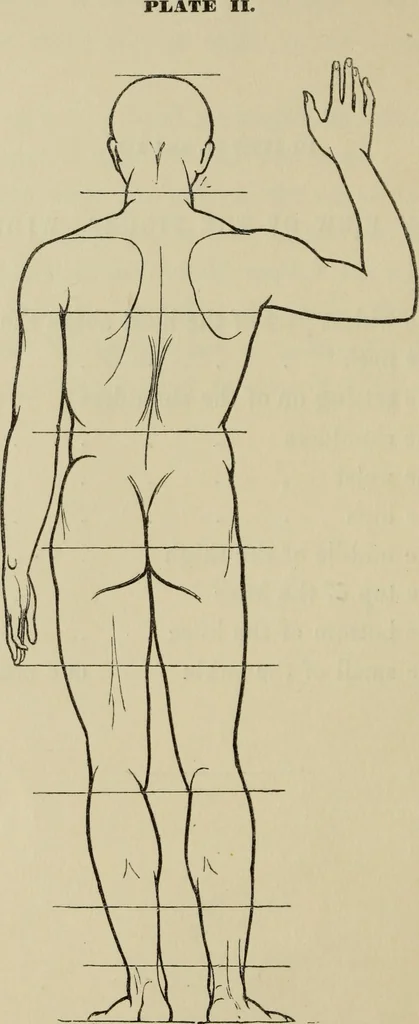 An illustration from The art of figure drawing : containing practical instructions for a course of study in this branch of art, 1852, leaf 19