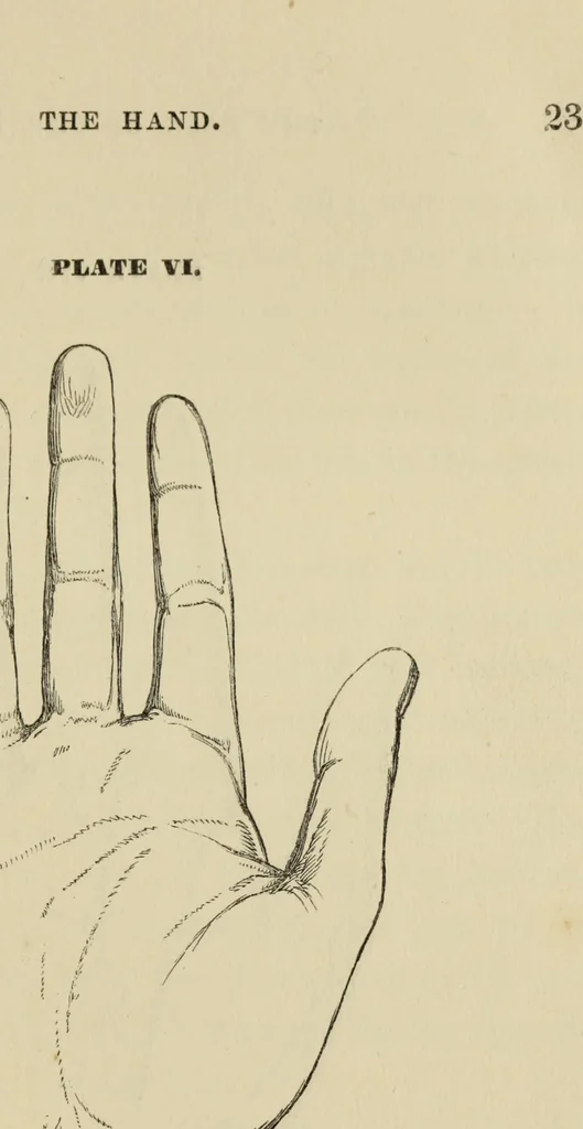 An illustration from The art of figure drawing : containing practical instructions for a course of study in this branch of art, 1852, leaf 26