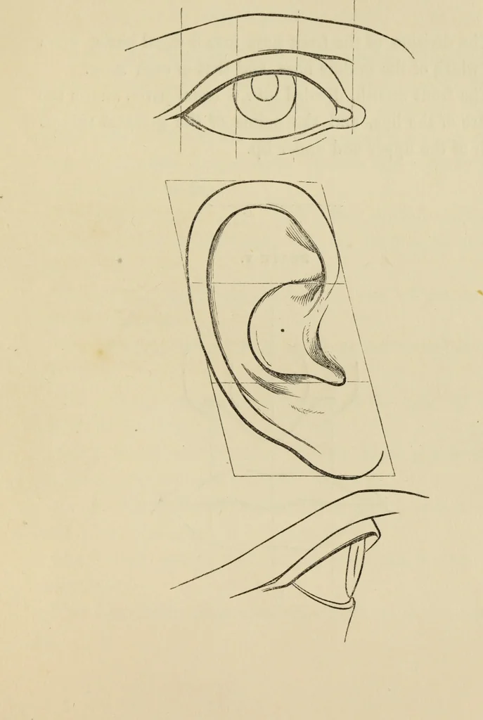 An illustration from The art of figure drawing : containing practical instructions for a course of study in this branch of art, 1852, leaf 34