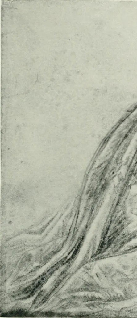 An illustration from The art of the great masters, as exemplified by drawings in the collection of Émile Wauters, membre de l'Académie royale de Belgique, 1913, leaf 132