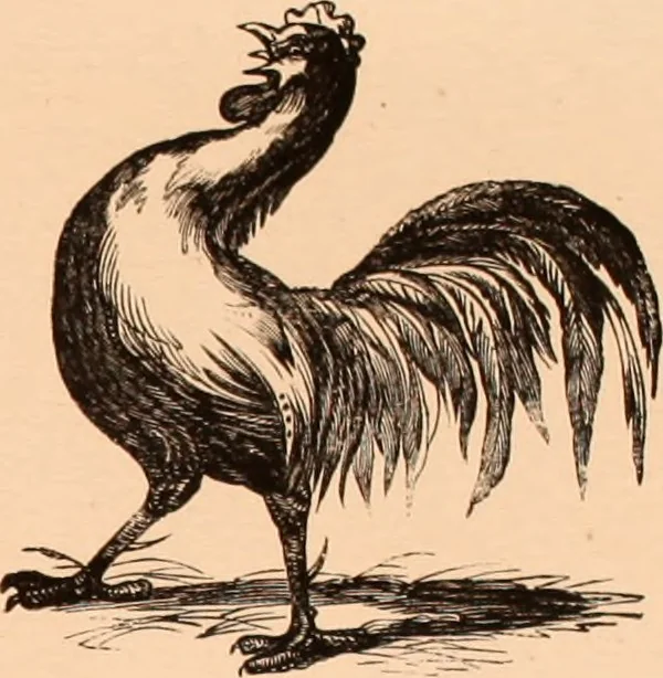 An illustration from The art of lettering and sign painter’s manual : a complete and practical illustration of the art of sign writing / by A. P. Boyce, 1878, leaf 64