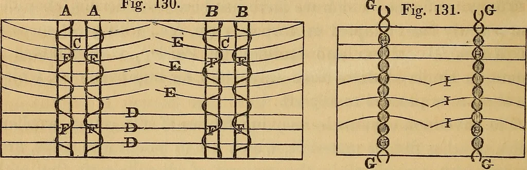 An illustration from The art of weaving, by hand and by power, 1844, leaf 283