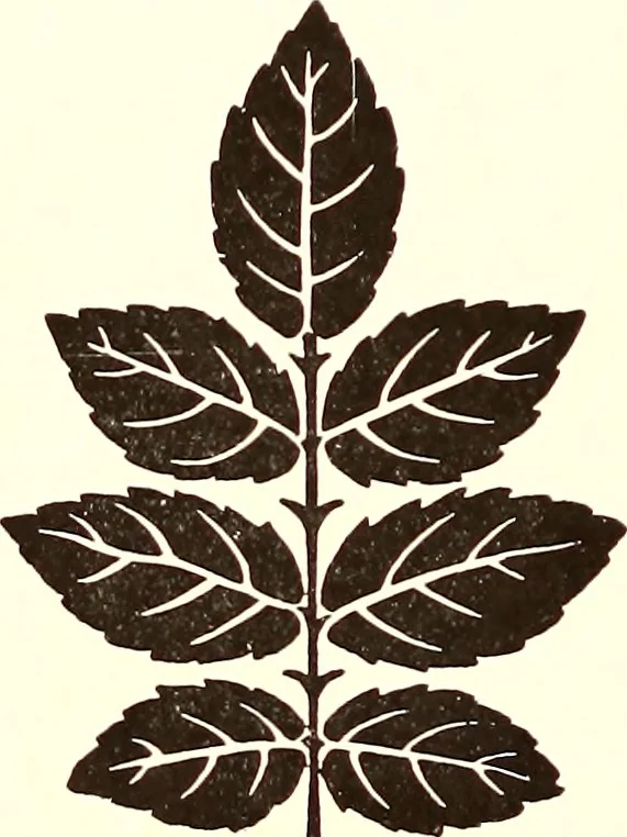 An illustration from The art & practice of typography : a manual of American printing, including a brief history up to the twentieth century, with reproductions of the work of early masters of the craft, and a practical discussion and an extensive demonstration of the modern use of type-faces and methods of arrangement, 1917, leaf 79