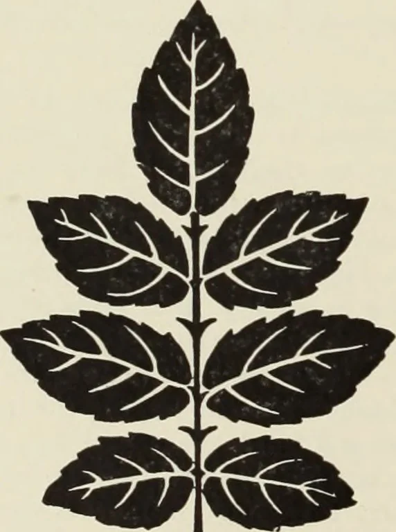 An illustration from The art & practice of typography : a manual of American printing, including a brief history up to the twentieth century, with reproductions of the work of early masters of the craft, and a practical discussion and an extensive demonstration of the modern use of type-faces and methods of arrangement, 1917, leaf 91