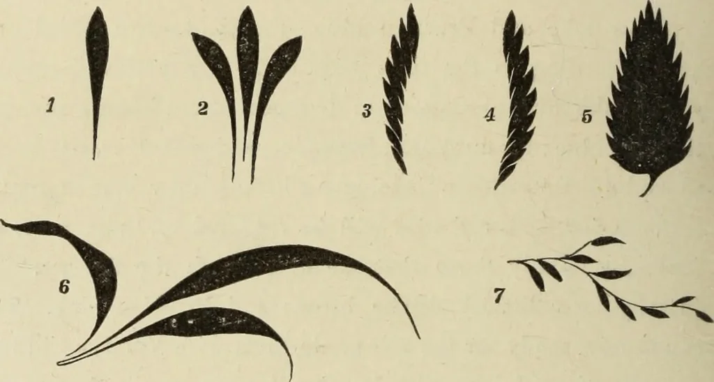 An illustration from Art recreations :, 1863, leaf 235