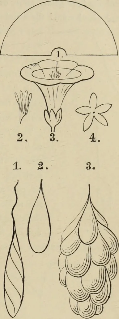 An illustration from Art recreations :, 1863, leaf 252