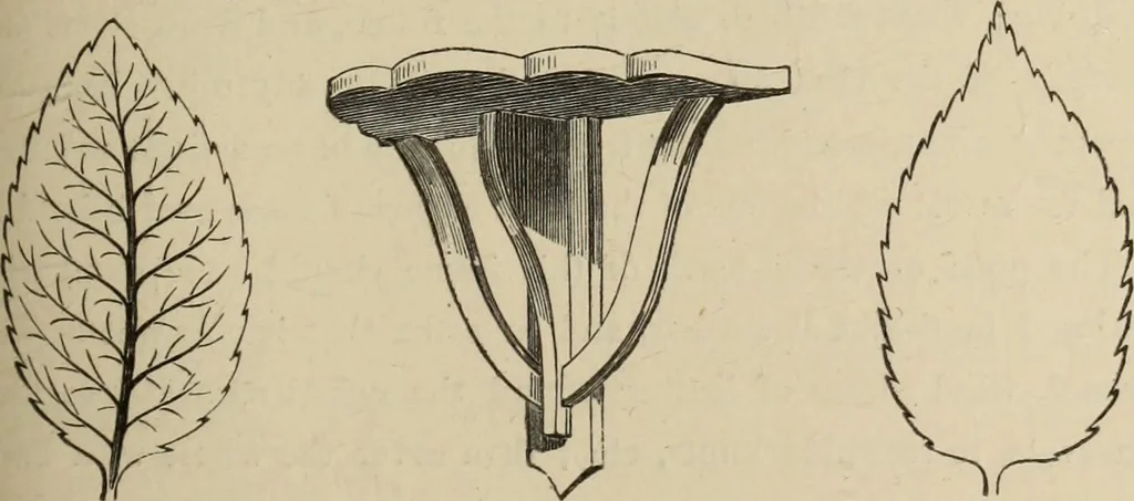 An illustration from Art recreations :, 1863, leaf 258