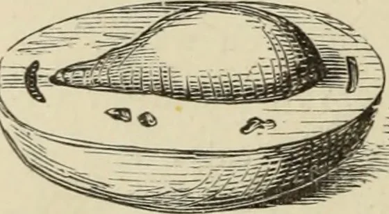 An illustration from Art recreations :, 1863, leaf 295