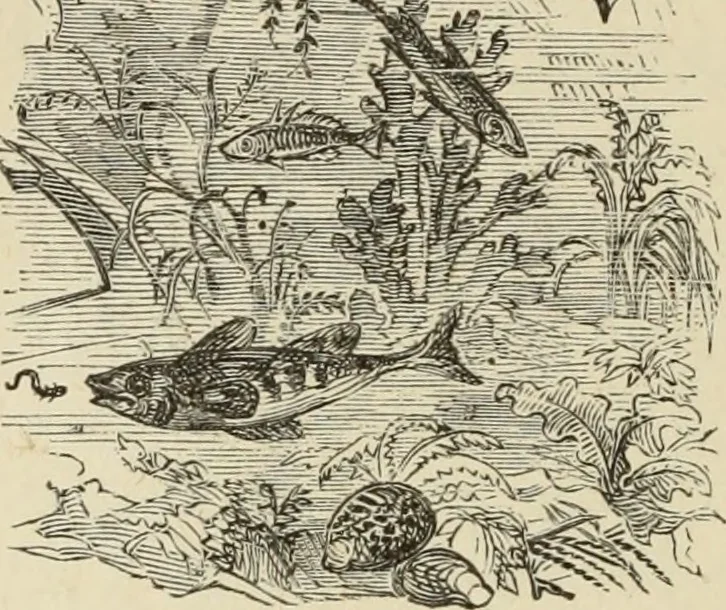 An illustration from Art recreations :, 1863, leaf 299