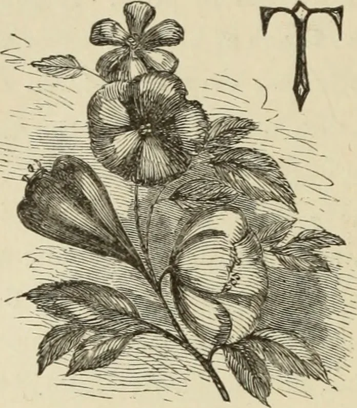 An illustration from Art recreations :, 1863, leaf 301
