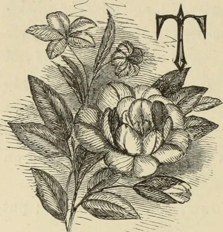 An illustration from Art recreations :, 1863, leaf 303