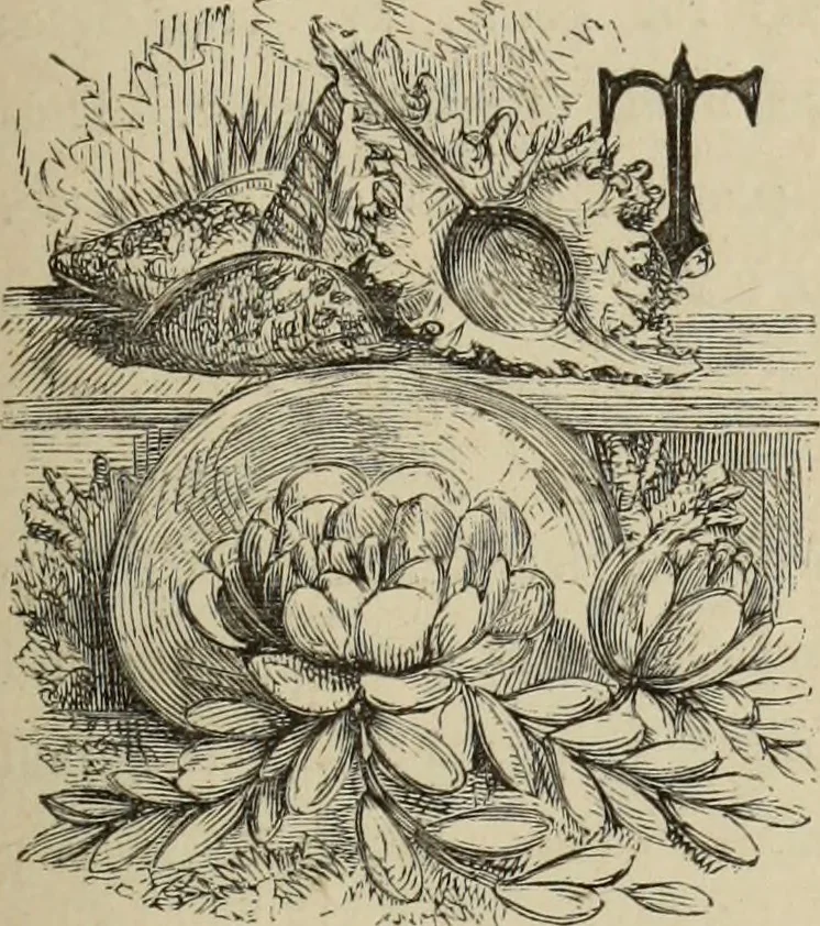 An illustration from Art recreations :, 1863, leaf 306