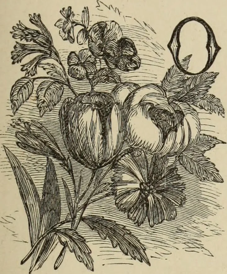 An illustration from Art recreations :, 1863, leaf 310