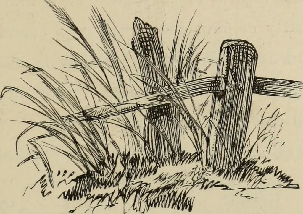 An illustration from Art recreations :, 1863, leaf 34