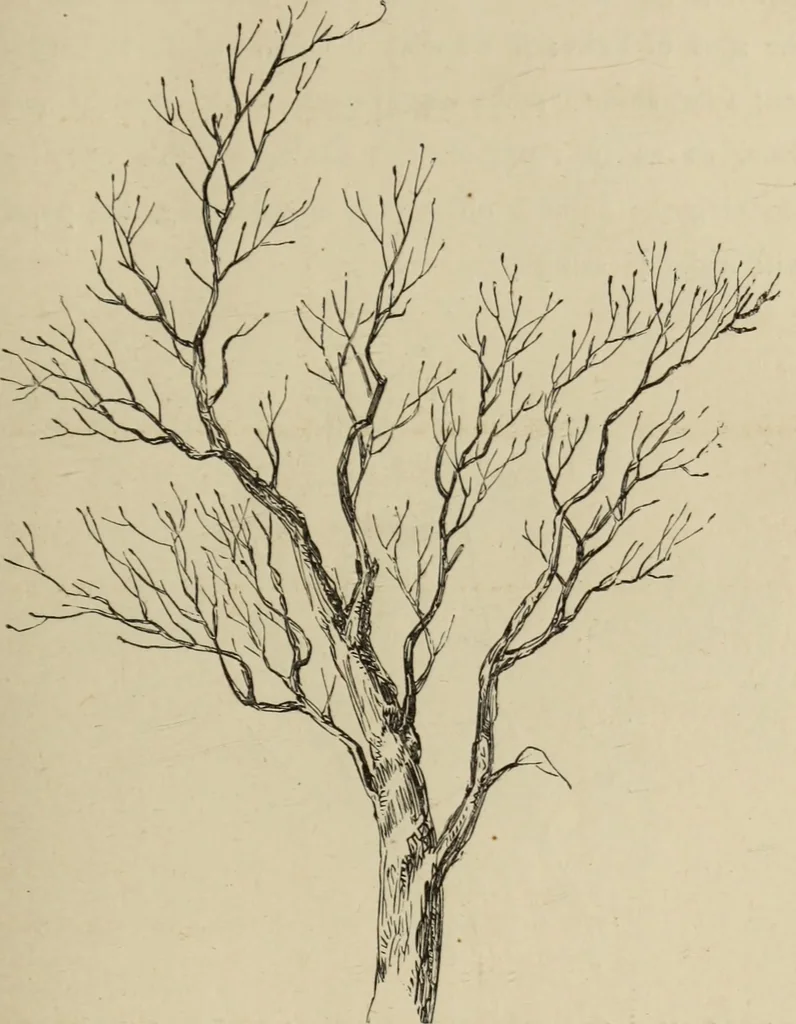 An illustration from Art recreations :, 1863, leaf 52