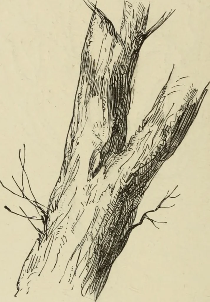 An illustration from Art recreations :, 1863, leaf 53