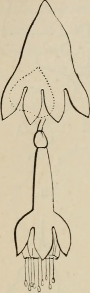 An illustration from Art recreations; being a complete guide to pencil drawing, oil painting, water-color painting, crayon drawing and painting, painting on ground glass, Grecian painting, antique painting, oriental painting, sign painting, theorem painting, ferneries, moss work, papier mache, cone work, feather flowers, potichomanie, leather work, hair work, taxidermy, gilding and bronzing, plaster work, decalcomanie, wax work, shell work, magic lantern, paper flowers, imitation of pearl, the aquqrium, sealing-wax painting, panorama painting, coloring photographs, enamel painting, etc., 1873, leaf 217