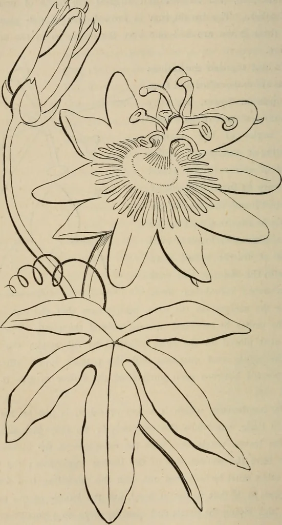 An illustration from Art recreations; being a complete guide to pencil drawing, oil painting, water-color painting, crayon drawing and painting, painting on ground glass, Grecian painting, antique painting, oriental painting, sign painting, theorem painting, ferneries, moss work, papier mache, cone work, feather flowers, potichomanie, leather work, hair work, taxidermy, gilding and bronzing, plaster work, decalcomanie, wax work, shell work, magic lantern, paper flowers, imitation of pearl, the aquqrium, sealing-wax painting, panorama painting, coloring photographs, enamel painting, etc., 1873, leaf 219