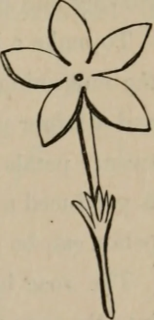 An illustration from Art recreations; being a complete guide to pencil drawing, oil painting, water-color painting, crayon drawing and painting, painting on ground glass, Grecian painting, antique painting, oriental painting, sign painting, theorem painting, ferneries, moss work, papier mache, cone work, feather flowers, potichomanie, leather work, hair work, taxidermy, gilding and bronzing, plaster work, decalcomanie, wax work, shell work, magic lantern, paper flowers, imitation of pearl, the aquqrium, sealing-wax painting, panorama painting, coloring photographs, enamel painting, etc., 1873, leaf 220