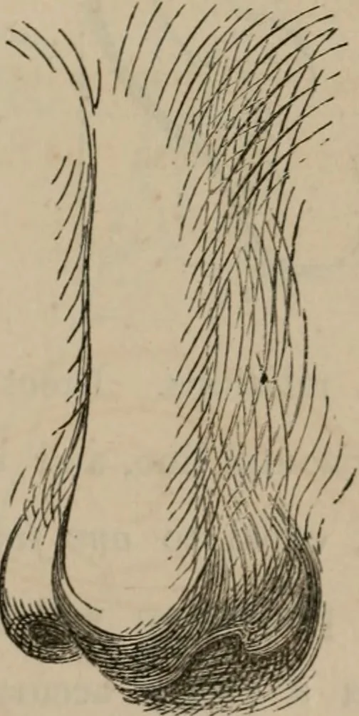 An illustration from Art recreations; being a complete guide to pencil drawing, oil painting, water-color painting, crayon drawing and painting, painting on ground glass, Grecian painting, antique painting, oriental painting, sign painting, theorem painting, ferneries, moss work, papier mache, cone work, feather flowers, potichomanie, leather work, hair work, taxidermy, gilding and bronzing, plaster work, decalcomanie, wax work, shell work, magic lantern, paper flowers, imitation of pearl, the aquqrium, sealing-wax painting, panorama painting, coloring photographs, enamel painting, etc., 1873, leaf 26