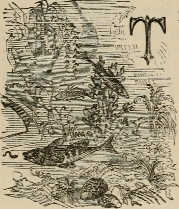 An illustration from Art recreations; being a complete guide to pencil drawing, oil painting, water-color painting, crayon drawing and painting, painting on ground glass, Grecian painting, antique painting, oriental painting, sign painting, theorem painting, ferneries, moss work, papier mache, cone work, feather flowers, potichomanie, leather work, hair work, taxidermy, gilding and bronzing, plaster work, decalcomanie, wax work, shell work, magic lantern, paper flowers, imitation of pearl, the aquqrium, sealing-wax painting, panorama painting, coloring photographs, enamel painting, etc., 1873, leaf 263