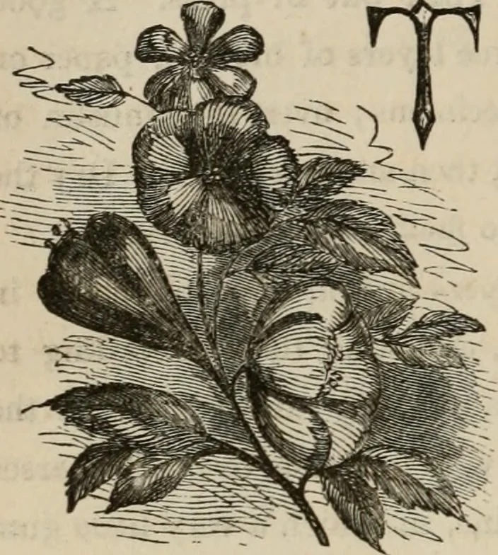 An illustration from Art recreations; being a complete guide to pencil drawing, oil painting, water-color painting, crayon drawing and painting, painting on ground glass, Grecian painting, antique painting, oriental painting, sign painting, theorem painting, ferneries, moss work, papier mache, cone work, feather flowers, potichomanie, leather work, hair work, taxidermy, gilding and bronzing, plaster work, decalcomanie, wax work, shell work, magic lantern, paper flowers, imitation of pearl, the aquqrium, sealing-wax painting, panorama painting, coloring photographs, enamel painting, etc., 1873, leaf 265