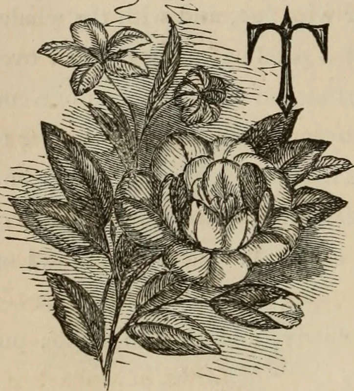 An illustration from Art recreations; being a complete guide to pencil drawing, oil painting, water-color painting, crayon drawing and painting, painting on ground glass, Grecian painting, antique painting, oriental painting, sign painting, theorem painting, ferneries, moss work, papier mache, cone work, feather flowers, potichomanie, leather work, hair work, taxidermy, gilding and bronzing, plaster work, decalcomanie, wax work, shell work, magic lantern, paper flowers, imitation of pearl, the aquqrium, sealing-wax painting, panorama painting, coloring photographs, enamel painting, etc., 1873, leaf 267