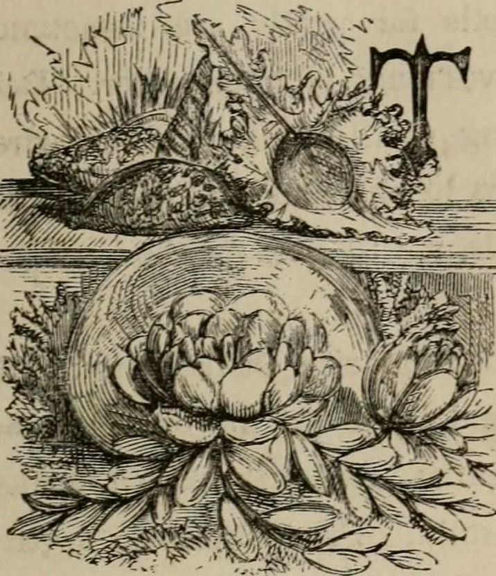 An illustration from Art recreations; being a complete guide to pencil drawing, oil painting, water-color painting, crayon drawing and painting, painting on ground glass, Grecian painting, antique painting, oriental painting, sign painting, theorem painting, ferneries, moss work, papier mache, cone work, feather flowers, potichomanie, leather work, hair work, taxidermy, gilding and bronzing, plaster work, decalcomanie, wax work, shell work, magic lantern, paper flowers, imitation of pearl, the aquqrium, sealing-wax painting, panorama painting, coloring photographs, enamel painting, etc., 1873, leaf 270