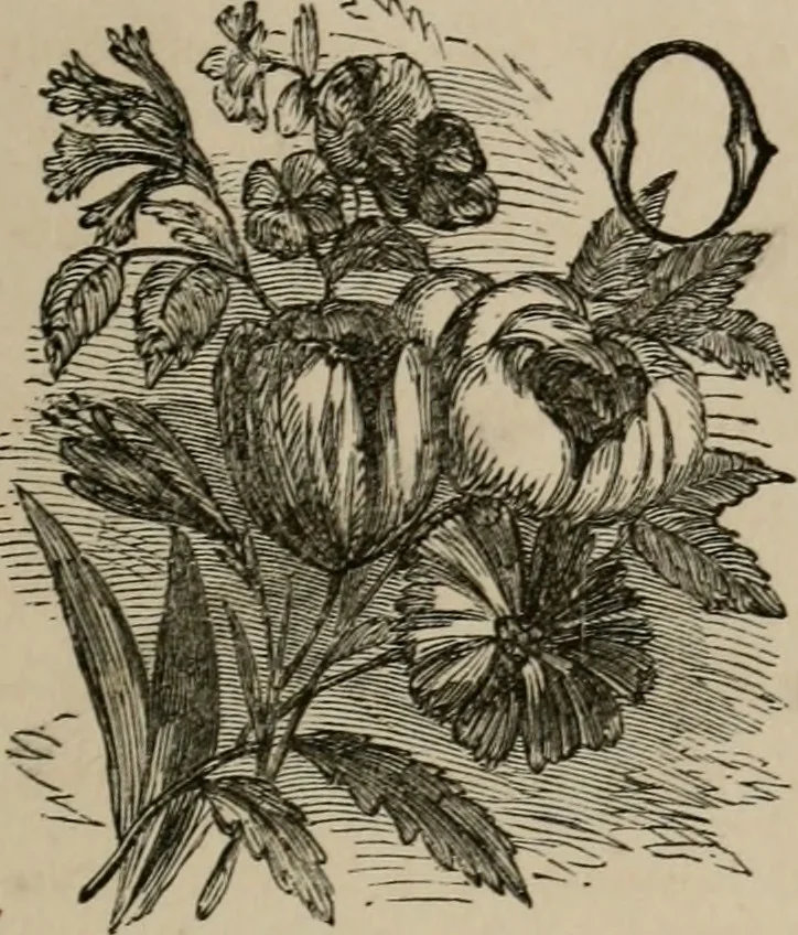 An illustration from Art recreations; being a complete guide to pencil drawing, oil painting, water-color painting, crayon drawing and painting, painting on ground glass, Grecian painting, antique painting, oriental painting, sign painting, theorem painting, ferneries, moss work, papier mache, cone work, feather flowers, potichomanie, leather work, hair work, taxidermy, gilding and bronzing, plaster work, decalcomanie, wax work, shell work, magic lantern, paper flowers, imitation of pearl, the aquqrium, sealing-wax painting, panorama painting, coloring photographs, enamel painting, etc., 1873, leaf 274