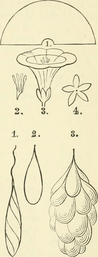 An illustration from Art recreations : being a complete guide to pencil drawing, oil painting ... moss work, papier mache...wax work, shell work...enamel painting, etc., 1871, leaf 252