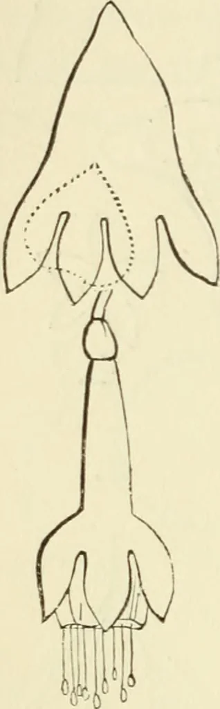 An illustration from Art recreations : being a complete guide to pencil drawing, oil painting ... moss work, papier mache...wax work, shell work...enamel painting, etc., 1871, leaf 253