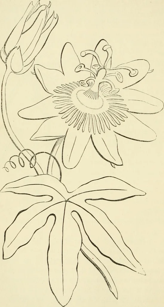 An illustration from Art recreations : being a complete guide to pencil drawing, oil painting ... moss work, papier mache...wax work, shell work...enamel painting, etc., 1871, leaf 255