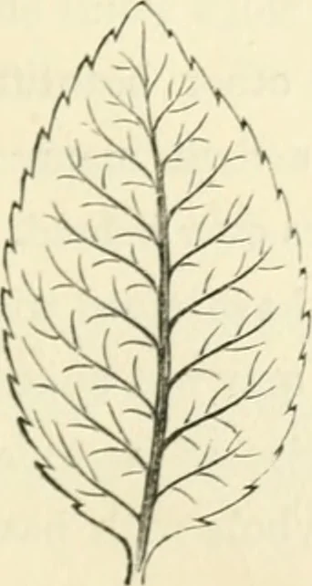 An illustration from Art recreations : being a complete guide to pencil drawing, oil painting ... moss work, papier mache...wax work, shell work...enamel painting, etc., 1871, leaf 258