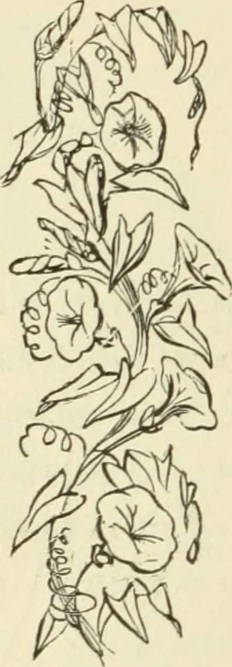 An illustration from Art recreations : being a complete guide to pencil drawing, oil painting ... moss work, papier mache...wax work, shell work...enamel painting, etc., 1871, leaf 261