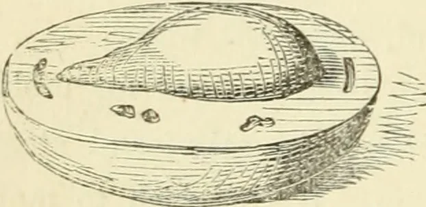 An illustration from Art recreations : being a complete guide to pencil drawing, oil painting ... moss work, papier mache...wax work, shell work...enamel painting, etc., 1871, leaf 295